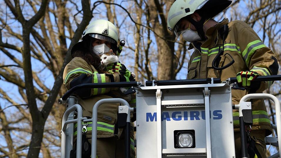 Um die Katze aus ihrer schwierigen Lage zu befreien, begaben sich zwei Feuerwehrleute im Korb an der Drehleiter in luftige Höhen. Um die Katze aus ihrer schwierigen Lage zu befreien, begaben sich zwei Feuerwehrleute im Korb an der Drehleiter in luftige Höhen.