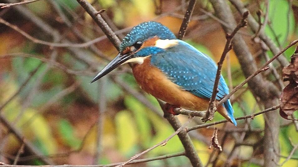 Das Gefieder des Eisvogels (dieser wurde in Pilsting fotografiert) schimmert je nach Lichteinfall kobaltblau bis t&uuml;rkisfarben.