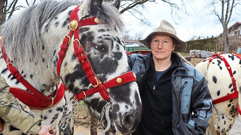 Rudi Hoidn fährt mit seinen Kaltblütern bei zahlreichen weiteren Festzügen mit - manchmal achtspännig, wie im Brautwagen, manchmal aber sogar mit zehn Pferden vor einer Kutsche. Rudi Hoidn fährt mit seinen Kaltblütern bei zahlreichen weiteren Festzügen mit - manchmal achtspännig, wie im Brautwagen, manchmal aber sogar mit zehn Pferden vor einer Kutsche.