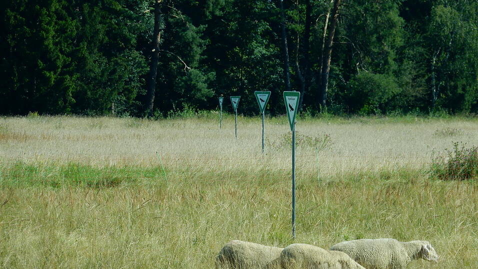 Tausende Arten bev&ouml;lkern die &ouml;stliche Ochsenau laut LBV-Experte Christian Stierstorfer. Hin und wieder sind auch Schafe darunter.