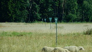 Tausende Arten bev&ouml;lkern die &ouml;stliche Ochsenau laut LBV-Experte Christian Stierstorfer. Hin und wieder sind auch Schafe darunter.