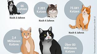 Eine Katze kann zweimal jährlich Nachwuchs bekommen. Ohne Kastration entsteht schnell eine unkontrollierbare Überpopulation.