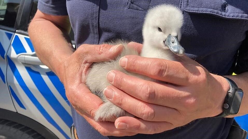 Laut Polizei wurden die K&uuml;ken in eine Auffangstation gebracht, wo sie aufgep&auml;ppelt werden.