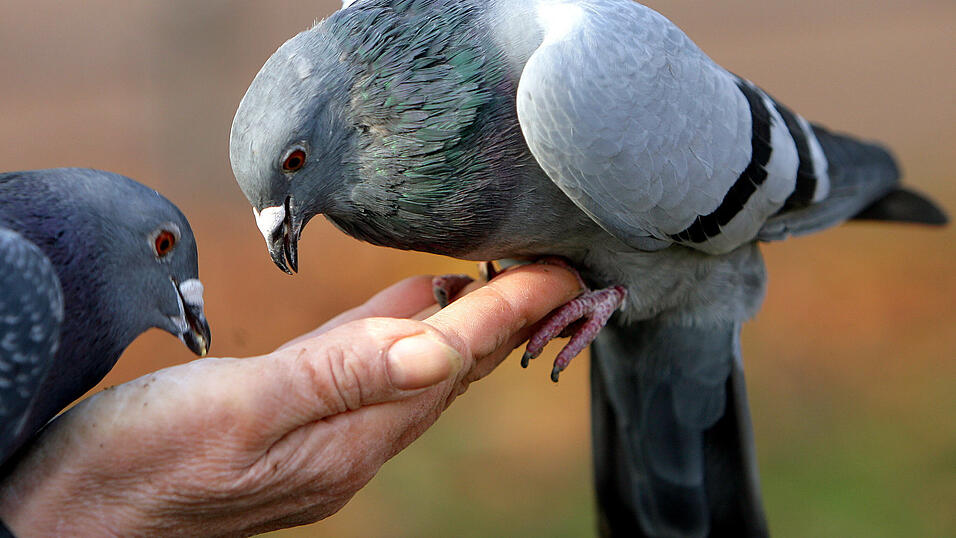 Taubenfüttern ist auf dem Chamer Marktplatz tabu. (Symbolbild) Taubenfüttern ist auf dem Chamer Marktplatz tabu. (Symbolbild)