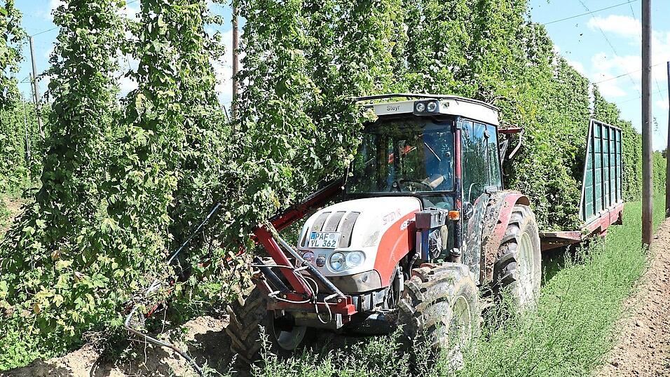 Nicht nur in Brunn an der Landkreisgrenze zu Pfaffenhofen startete am Montag ein Betrieb mit der Hopfenernte. Nach einem Regenguss zum Auftakt zeigte sich schnell wieder die Sonne. Nicht nur in Brunn an der Landkreisgrenze zu Pfaffenhofen startete am Montag ein Betrieb mit der Hopfenernte. Nach einem Regenguss zum Auftakt zeigte sich schnell wieder die Sonne.