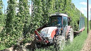 Nicht nur in Brunn an der Landkreisgrenze zu Pfaffenhofen startete am Montag ein Betrieb mit der Hopfenernte. Nach einem Regenguss zum Auftakt zeigte sich schnell wieder die Sonne. Nicht nur in Brunn an der Landkreisgrenze zu Pfaffenhofen startete am Montag ein Betrieb mit der Hopfenernte. Nach einem Regenguss zum Auftakt zeigte sich schnell wieder die Sonne.