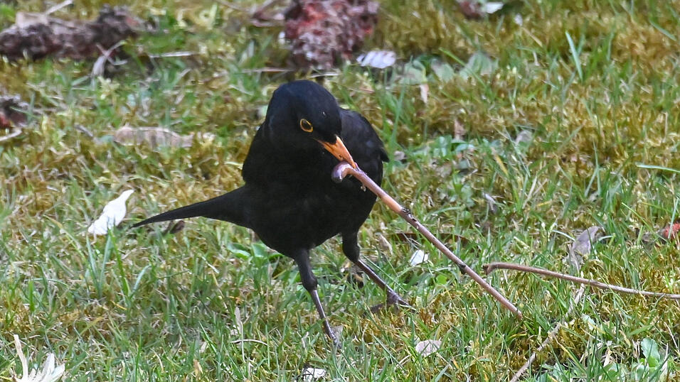 Amsel bei der Brotzeit in Landshut Berg