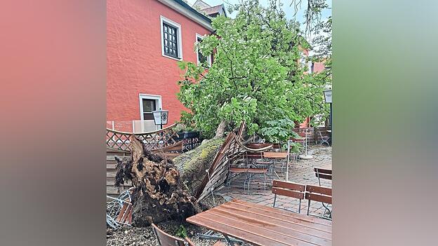 Ein orkanartiger Sturm hat diesen Baum umgerissen.