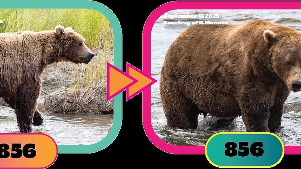 Auch Braunbär Nr. 856 hat ordentlich zugelegt.