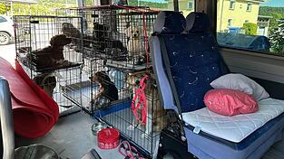 Bei einer Kontrolle hat die Grenzpolizei sieben illegal transportierte Hunde entdeckt. Bei einer Kontrolle hat die Grenzpolizei sieben illegal transportierte Hunde entdeckt.