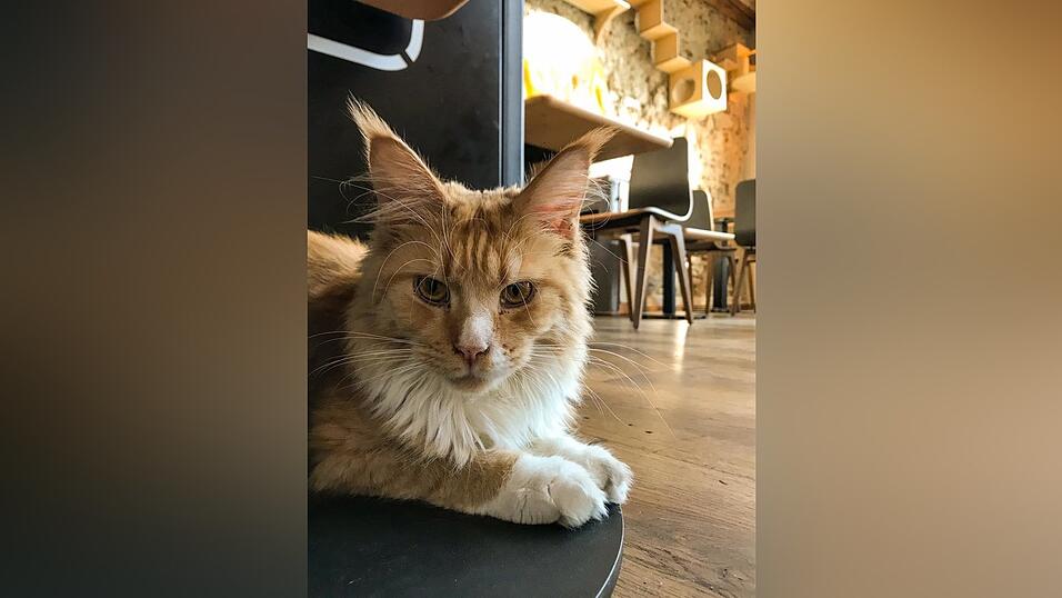 Auch an den sechs tierischen Bewohner des Regensburger Katzentempels geht Corona nicht spurlos vorbei. Die angeordnete Schließung der Gastronomie hat das Leben der Samtpfoten auf den Kopf gestellt. Wo sind bloß all die Spielkameraden hin? Auch an den sechs tierischen Bewohner des Regensburger Katzentempels geht Corona nicht spurlos vorbei. Die angeordnete Schließung der Gastronomie hat das Leben der Samtpfoten auf den Kopf gestellt. Wo sind bloß all die Spielkameraden hin?