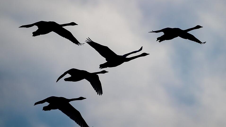 Schw&auml;ne haben auf einer Ackerfl&auml;che bei Sarching im Landkreis Regensburg Spuren hinterlassen.