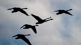 Schw&auml;ne haben auf einer Ackerfl&auml;che bei Sarching im Landkreis Regensburg Spuren hinterlassen.