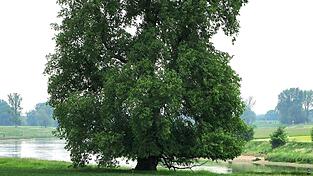 Auch eine Flatter-Ulme ist zur Aufforstung des Grundst&uuml;cks in der M&uuml;nchnerau eingeplant.(Symbolfoto)