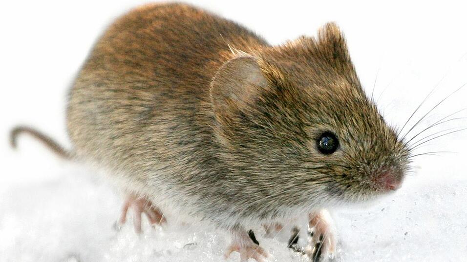 Die Rötelmaus (Clethrionomys glareolus) kann in Deutschland Hantaviren übertragen. (Archivbild) Die Rötelmaus (Clethrionomys glareolus) kann in Deutschland Hantaviren übertragen. (Archivbild)