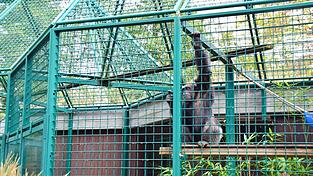 Schimpanse Lutz in seinem Gehege. Am Schicksal des Straubinger Schimpansen entz&uuml;ndet sich derzeit die Emotionen vieler Tierrechtler.