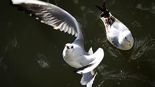 Im Kreis Cham sind Lachmöwen an der Vogelgrippe verendet. (Symbolbild) Im Kreis Cham sind Lachmöwen an der Vogelgrippe verendet. (Symbolbild)