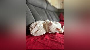 Nach über zweieinhalb Monaten war Kater 'Leo' endlich wieder zuhause. Nach über zweieinhalb Monaten war Kater 'Leo' endlich wieder zuhause.