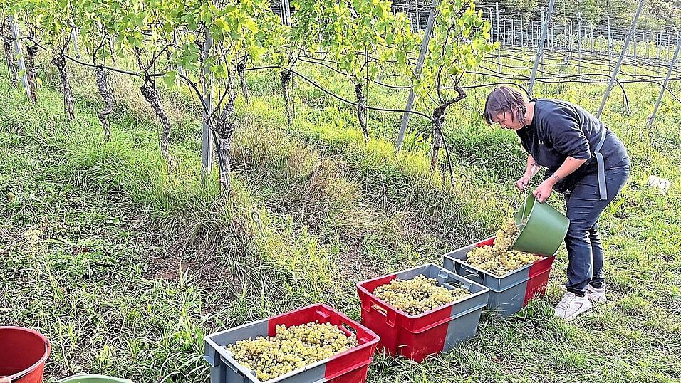 Christine Wolfram kontrolliert die Qualität der Trauben, nachdem kistenweise Trauben am Weinberg geerntet wurden. Christine Wolfram kontrolliert die Qualität der Trauben, nachdem kistenweise Trauben am Weinberg geerntet wurden.