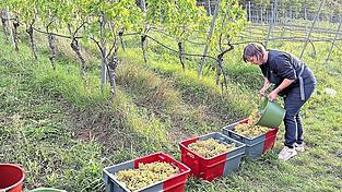 Christine Wolfram kontrolliert die Qualität der Trauben, nachdem kistenweise Trauben am Weinberg geerntet wurden.