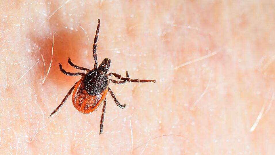 Der Gemeine Holzbock ist die h&auml;ufigste Zeckenart in Deutschland und auch die, die haupts&auml;chlich FSME und Borreliose auf den Menschen &uuml;bertragt. (Archivbild)