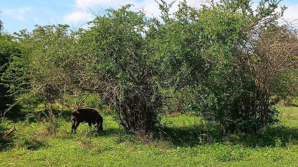 Fotos von Katis Safari im Yala-Nationalpark. Dabei sah die Weltreisende viele wilde Tiere, war aber von vielen anderen Fahrzeugen umgeben.