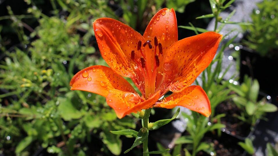 Mag Gebirgslagen: die Feuer-Lilie (Lilium bulbiferum). Mag Gebirgslagen: die Feuer-Lilie (Lilium bulbiferum).