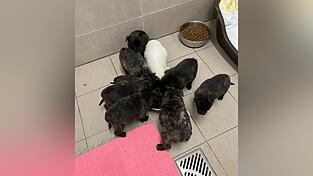 Die Hundebabys sind wohlauf und haben großen Appetit. In dieser Woche sind die ersten Termine mit potenziellen neuen Besitzern.