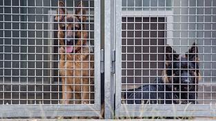 Zwei Schäferhunde blicken im Tierheim Böblingen aus ihrem Zwinger.
