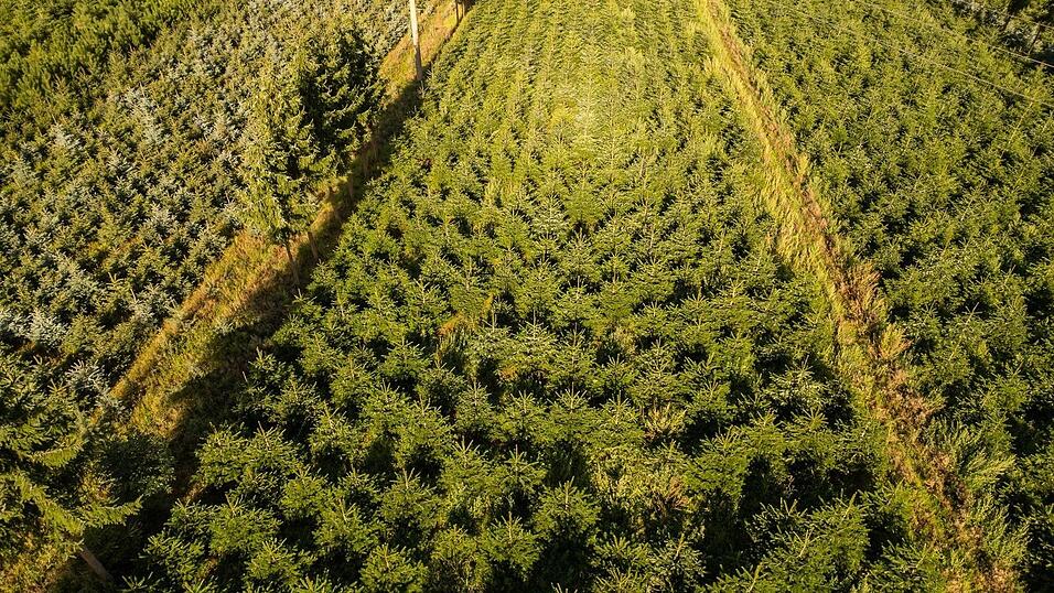 Nordmanntannen wachsen in einer Plantage in Sachsen zu Weihnachtsbäumen heran.