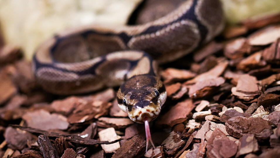 So sieht eine quicklebendige Königspython aus So sieht eine quicklebendige Königspython aus