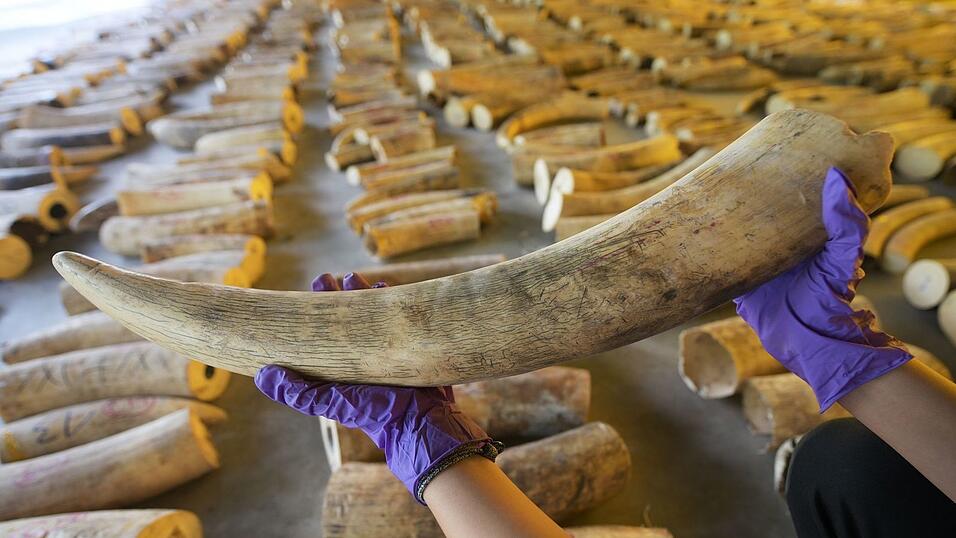 Der illegale Handel mit Elfenbein ist ein Riesengesch&auml;ft. (Archivbild)