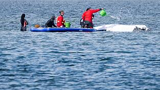 Viel Aufsehen um den Wal gibt es nur hierzulande.