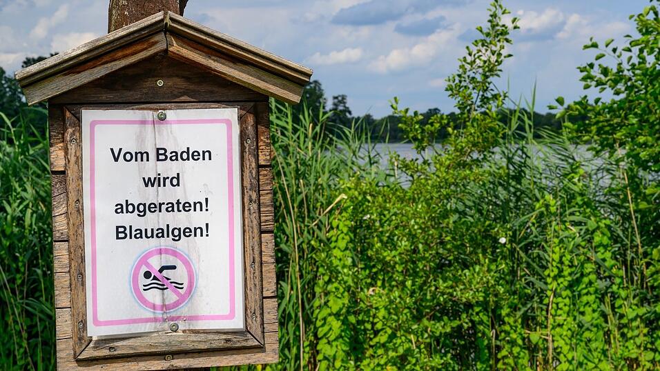 Wegen Blaualgen r&auml;t das Gesundheitsamt vom Baden im Drachensee derzeit ab.