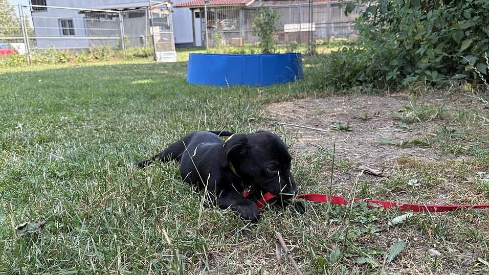 Die kleine Mira spielt gerne mit dem Rasen auf der Freilauffläche. Für den Pool interessiert sie sich eher weniger. Die kleine Mira spielt gerne mit dem Rasen auf der Freilauffläche. Für den Pool interessiert sie sich eher weniger.
