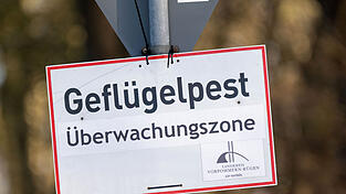 Im Landkreis Freising wurde ein toter Schwan positiv auf die Vogelgrippe getestet. (Symbolbld) Im Landkreis Freising wurde ein toter Schwan positiv auf die Vogelgrippe getestet. (Symbolbld)