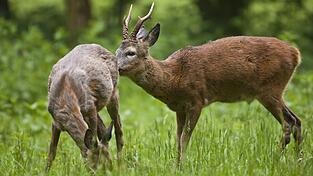 Ein Rehbock wirbt um eine Ricke. Ein Rehbock wirbt um eine Ricke.