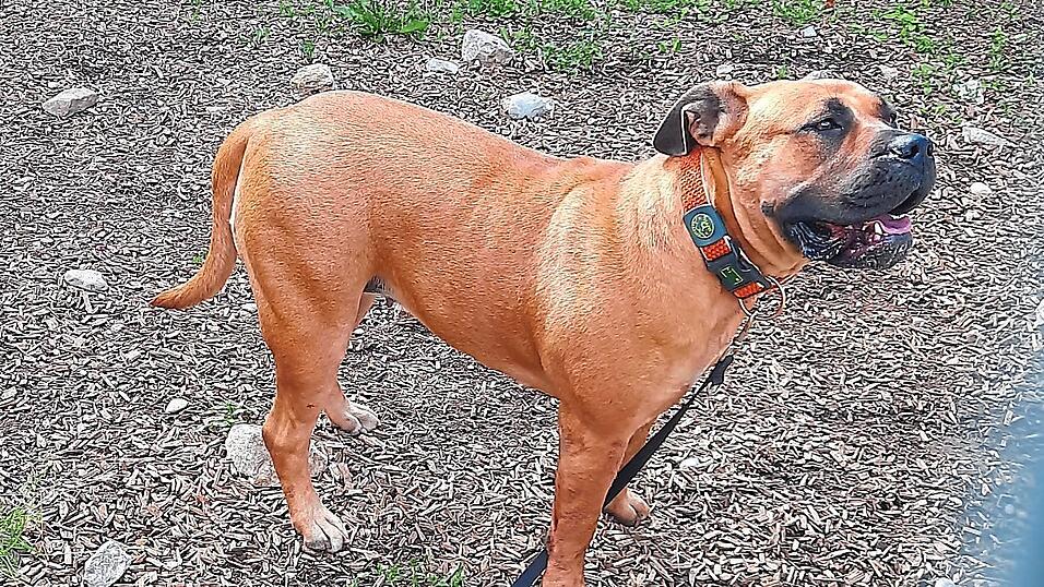 Die H&uuml;ndin im Bild ist eines der beiden Tiere, die den K&uuml;nstler in Riem attackiert haben. Beide Hunde sind jetzt im Tierheim.