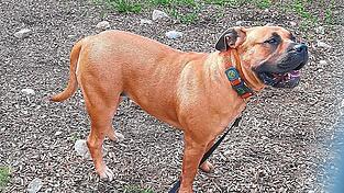 Die Hündin im Bild ist eines der beiden Tiere, die den Künstler in Riem attackiert haben. Beide Hunde sind jetzt im Tierheim. Die Hündin im Bild ist eines der beiden Tiere, die den Künstler in Riem attackiert haben. Beide Hunde sind jetzt im Tierheim.