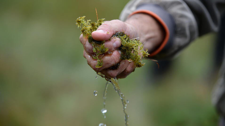 Moore spielen beim Grundwassermanagement eine gewichtie Rolle. Moore spielen beim Grundwassermanagement eine gewichtie Rolle.