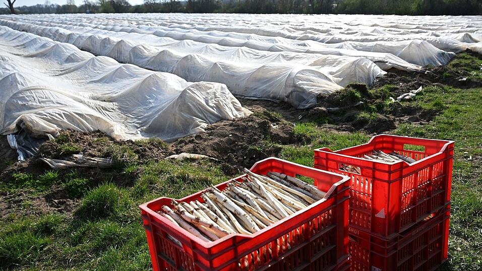 Teure Handarbeit: Spargelanbau in Deutschland. (Archivbild) Teure Handarbeit: Spargelanbau in Deutschland. (Archivbild)