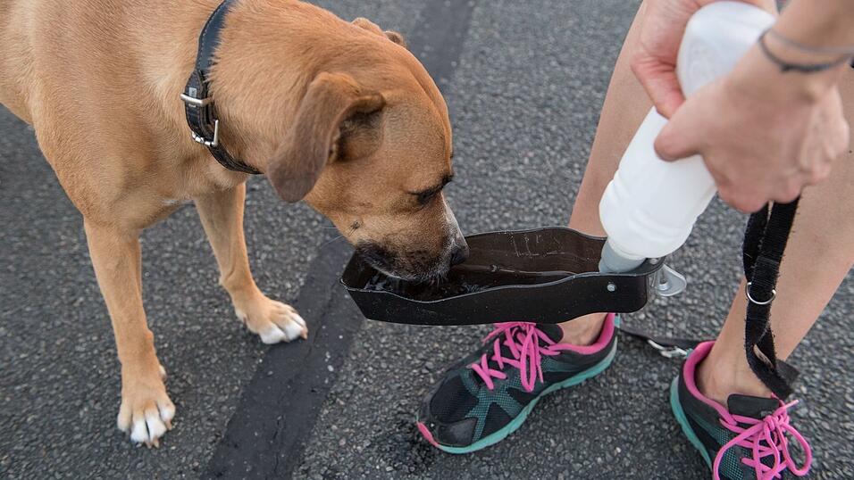 Zum Joggen mitnehmen: Hunde m&uuml;ssen auf weiteren Strecken trinken.