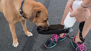 Zum Joggen mitnehmen: Hunde müssen auf weiteren Strecken trinken. Zum Joggen mitnehmen: Hunde müssen auf weiteren Strecken trinken.