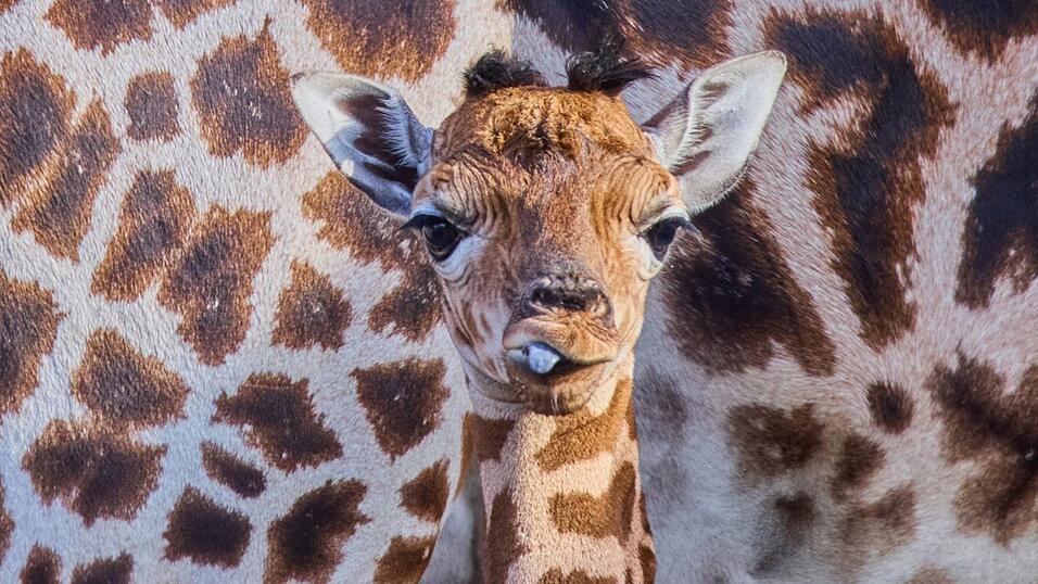 Das kleine Giraffenmädchen ist erst ein paar Tage alt. Das kleine Giraffenmädchen ist erst ein paar Tage alt.