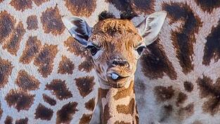 Das kleine Giraffenmädchen ist erst ein paar Tage alt. Das kleine Giraffenmädchen ist erst ein paar Tage alt.