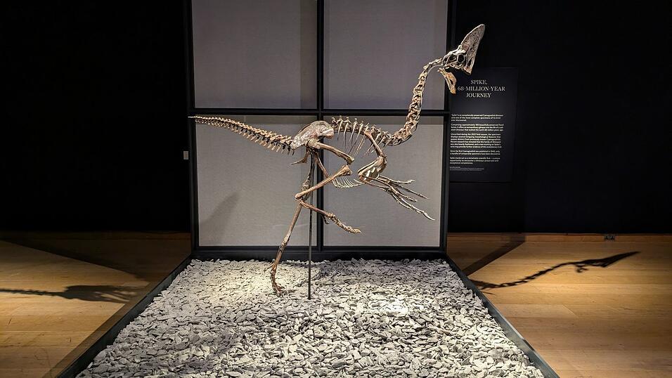 Das Skelett eines Oviraptorosauriers namens 'Spike' stammt aus der Kreidezeit. Das Skelett eines Oviraptorosauriers namens 'Spike' stammt aus der Kreidezeit.