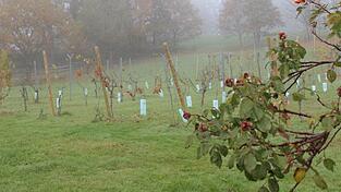 Die leeren Weinstöcke stehen im Nebel auf dem Weinberg. Vor einigen Wochen haben hier Diebe alle Weintrauben gestohlen.