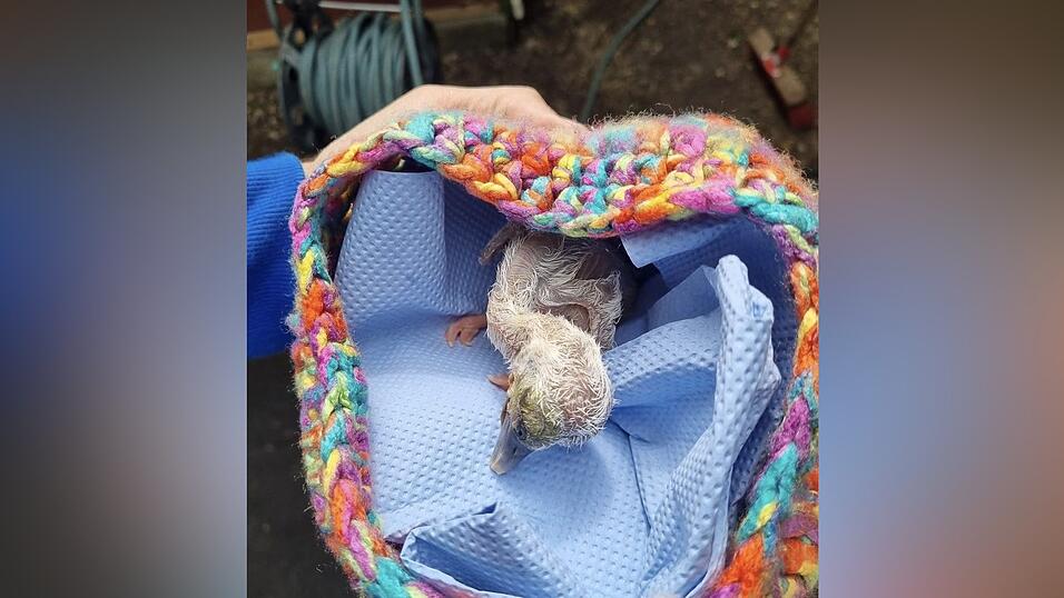 Das frisch geschlüpfte Storchenbaby: Mit dieser Entwicklung hat wohl niemand gerechnet. Das frisch geschlüpfte Storchenbaby: Mit dieser Entwicklung hat wohl niemand gerechnet.