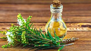 Gesund und entzündungshemmend: Teebaumöl. Gesund und entzündungshemmend: Teebaumöl.