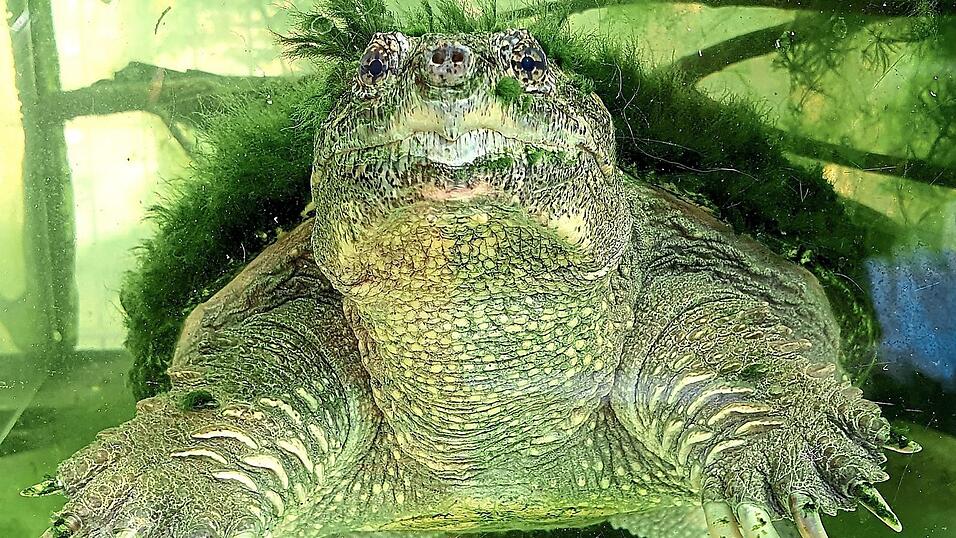 Eine Schnappschildkröte unter Wasser. So ein Tier zu versorgen, kostet für sechs Monate 8.500 Euro. Darüber streiten sich die Reptilienauffangstation München und die Stadt Olching. Eine Schnappschildkröte unter Wasser. So ein Tier zu versorgen, kostet für sechs Monate 8.500 Euro. Darüber streiten sich die Reptilienauffangstation München und die Stadt Olching.